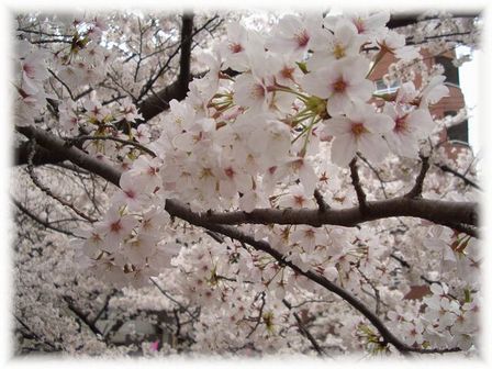 満開の目黒川の桜_f0092775_1011347.jpg