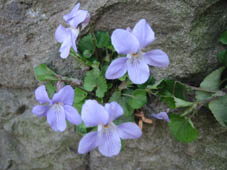 お花見日和_f0071480_20365043.jpg