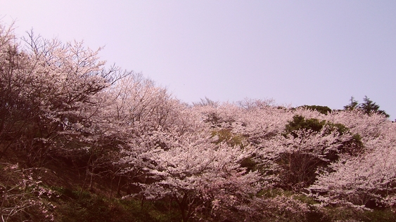 桜満開_f0068788_21114333.jpg