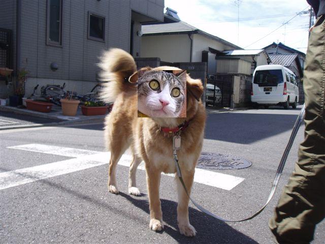 猫犬の雑種 わん だふる 猫犬の雑種 わん だふる