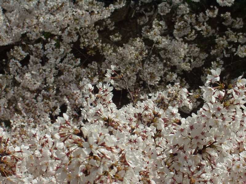 f0018790_1555798.jpg