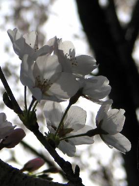 桜@地元・・・春第５弾_f0033598_1736356.jpg