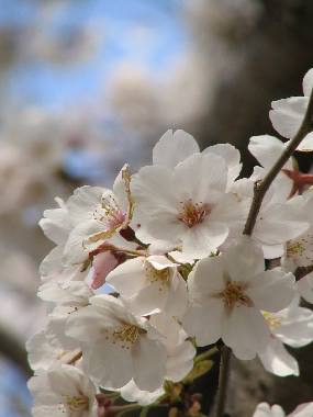 桜@地元・・・春第５弾_f0033598_17365922.jpg