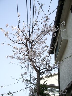 わんにゃん　お花見♪  Enjoying Sakura with the furry ones_a0032004_3411914.jpg