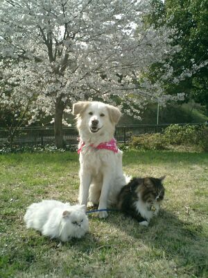 わんにゃん　お花見♪  Enjoying Sakura with the furry ones_a0032004_4102466.jpg