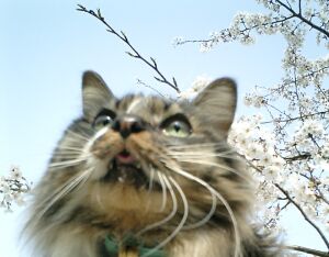 わんにゃん　お花見♪  Enjoying Sakura with the furry ones_a0032004_4262259.jpg