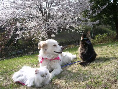 わんにゃん　お花見♪  Enjoying Sakura with the furry ones_a0032004_44332.jpg