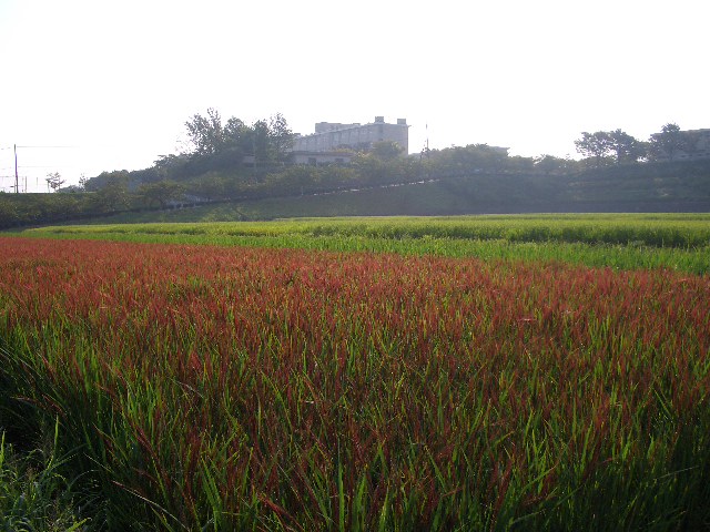 県立 福岡農業高等学校_a0042310_13222669.jpg