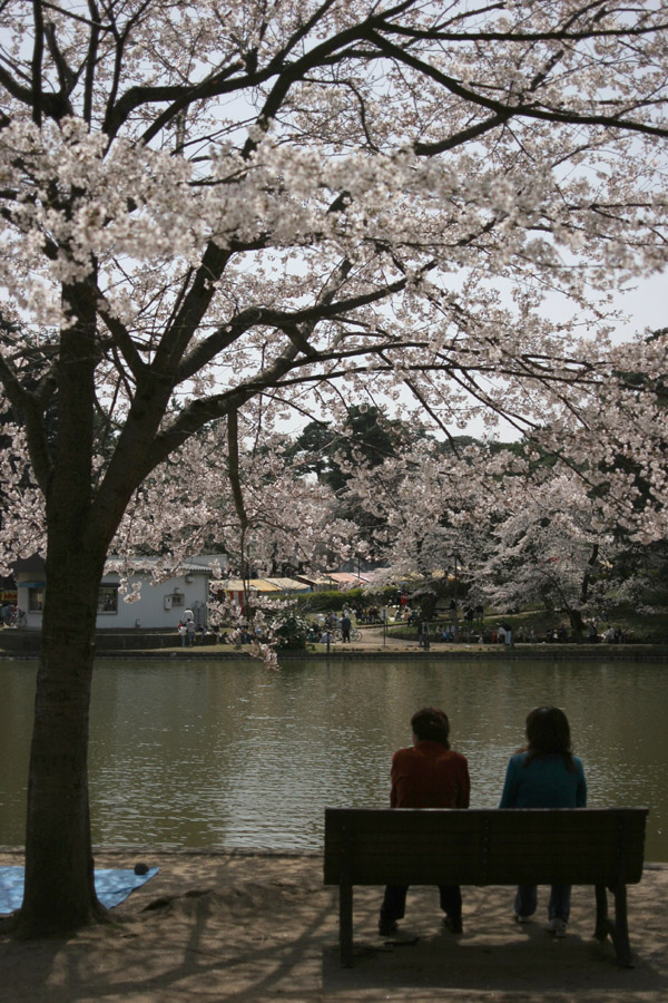 Sakura Pleasure in Omiya Park_e0022810_19262386.jpg