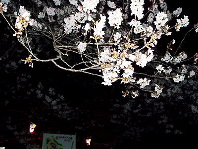 夜桜♪_c0029913_1948334.jpg