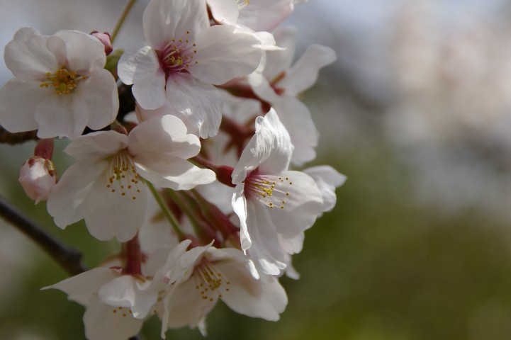 桜、咲いてます。_c0022914_005817.jpg