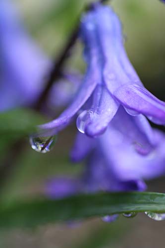 雨の雫。_d0047319_18374081.jpg