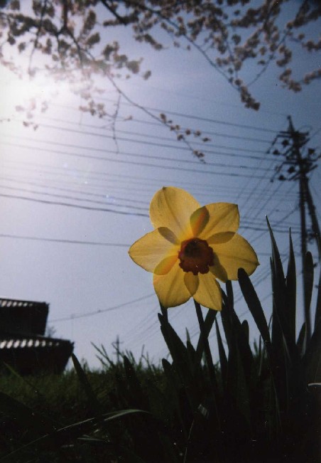 spring has come_f0050923_7491568.jpg