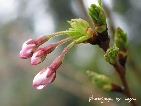 雨上がりの桜_d0036630_18315961.jpg