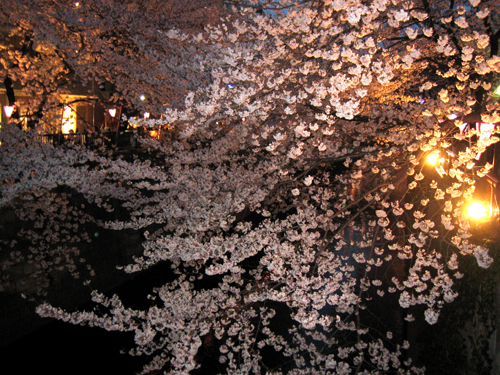 SAKURA_a0044233_15573969.jpg