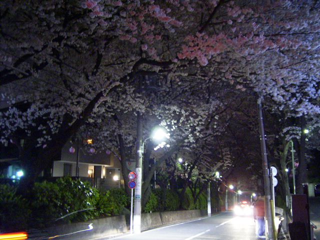 「夜の桜坂」_f0065341_0112997.jpg