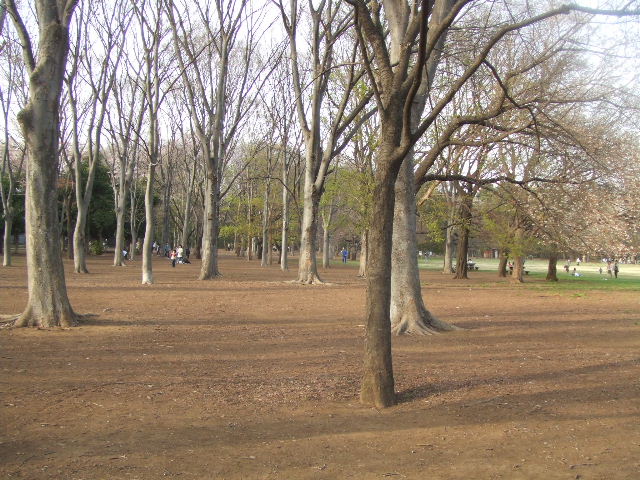 小金井市「小金井公園の桜と榮太郎総本舗の桜餅♪」_c0071545_18364081.jpg