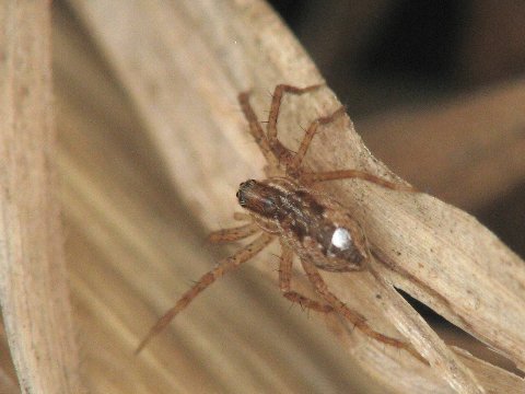 イオウイロハシリグモ 図鑑に載っていないクモ 石神井公園の蟲日記