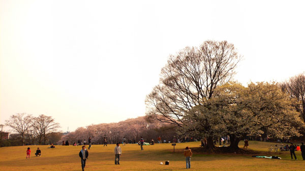 森林公園の桜　他_d0042049_1385122.jpg