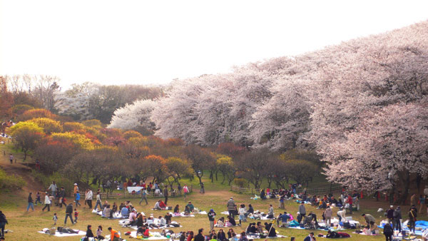 森林公園の桜　他　其の二_d0042049_1415049.jpg