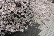 桜@2006_a0001756_135314.jpg