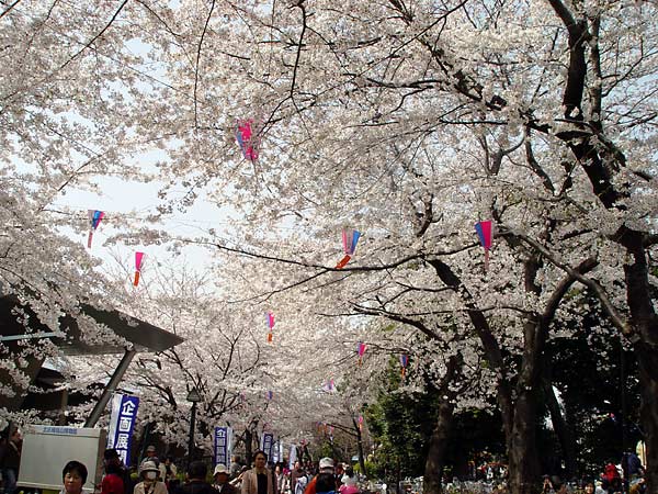 飛鳥山の桜 江戸桜名所06 登山道の管理日記