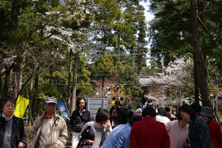 06年春・北鎌倉匠の市①満開のオロチザクラに驚きの声！_c0014967_2330730.jpg