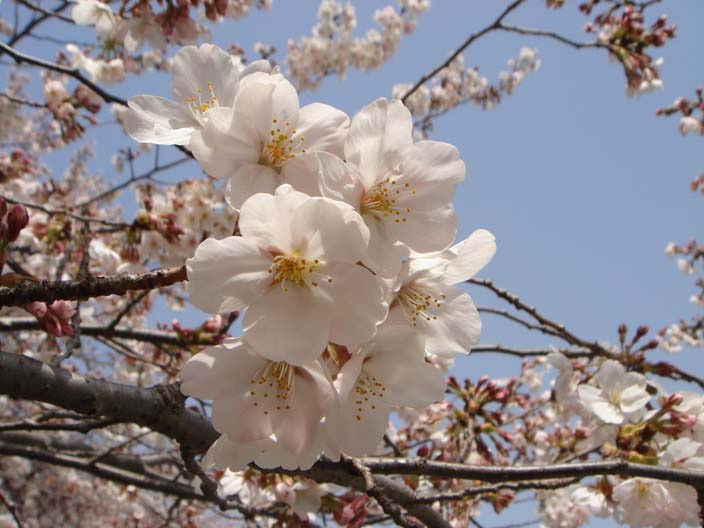 お花見 at 砧公園_f0013367_9384869.jpg