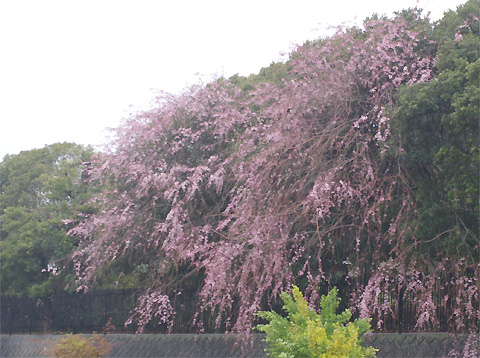 c0068168_10514185.jpg