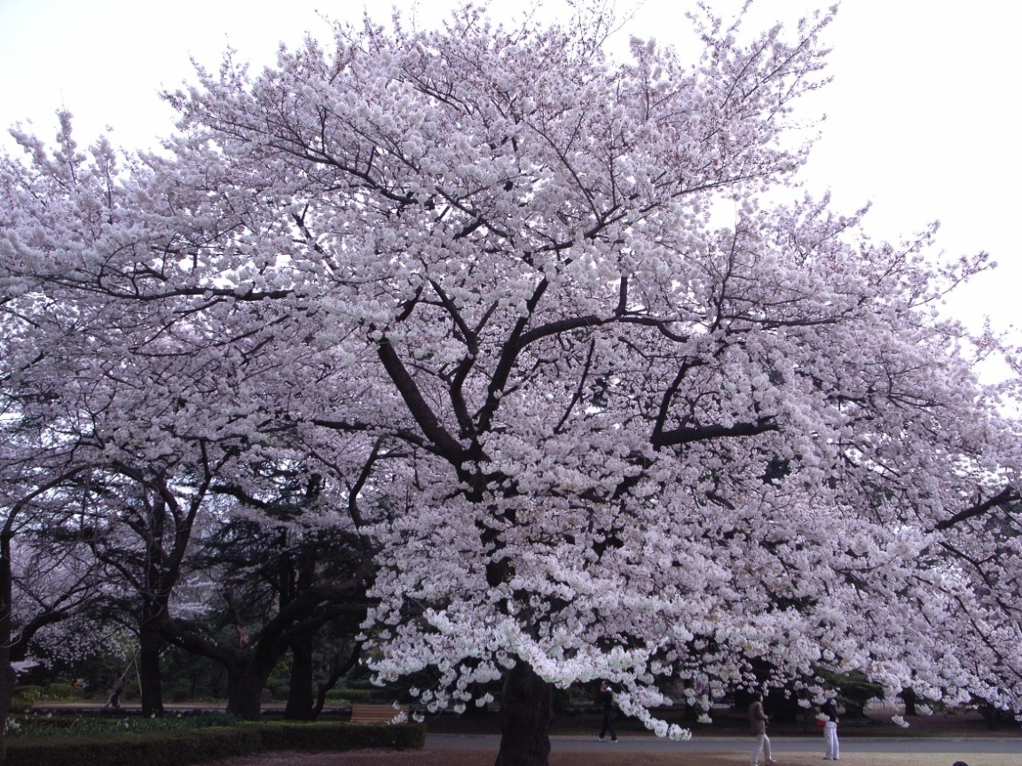 As Of 2006 Apr 2 新宿御苑_e0094970_1618526.jpg