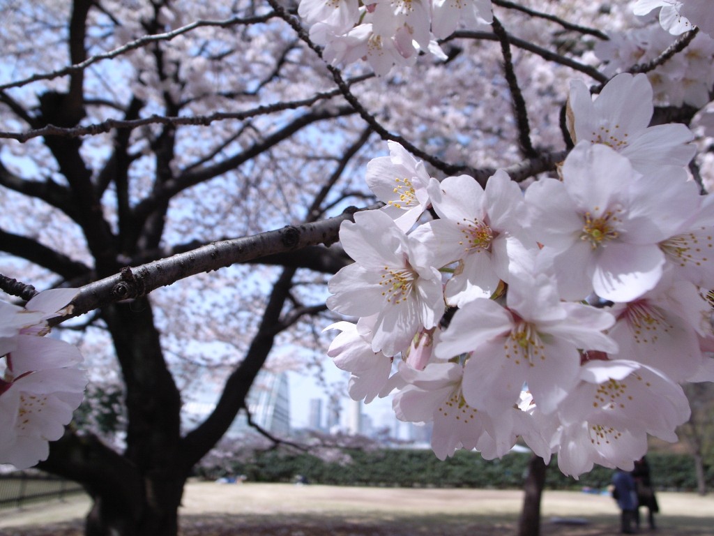 As Of 2006 Apr 1 新宿御苑_e0094970_2454169.jpg