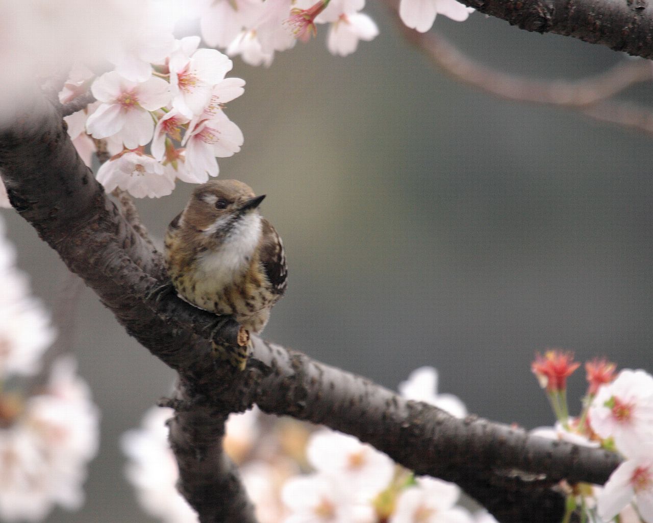 伊東松川の桜とコゲラ_f0105570_2249341.jpg
