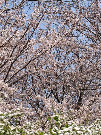 公園のサクラ_b0013372_19161230.jpg