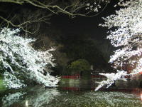 夜桜見物_b0016474_16205056.jpg