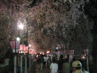 夜桜見物_b0016474_16222475.jpg