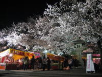 夜桜見物_b0016474_16231052.jpg