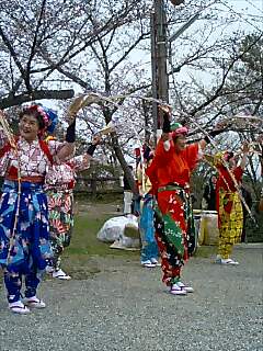 感動！南京たますだれ　【お花見】_b0010882_1374494.jpg