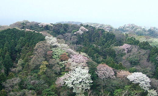 桜満開_f0068788_19255615.jpg