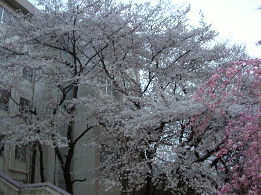 f0103804_2151578.jpg