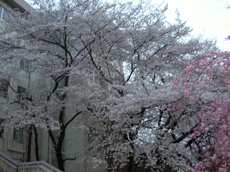 練馬区大泉の桜_f0103804_2151578.jpg