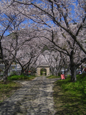 円応寺の桜と橘_d0047811_2329594.jpg