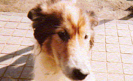 a0042313_20513110.gif