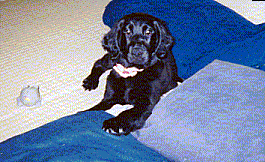 a0042313_2112421.gif