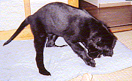 a0042313_21252887.gif