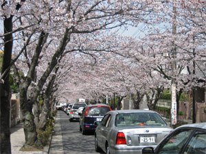 鎌倉でのお花見散歩（詳細版）_e0055414_0111726.jpg