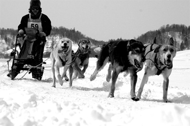 母子里犬ぞり大会レポート_d0052419_2103799.jpg