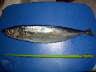 マグロの餌_a0043520_018121.jpg