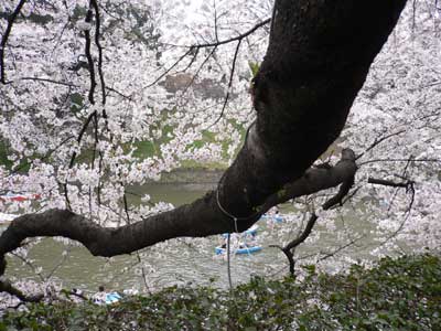 SAKURA2006～千鳥ヶ淵～_a0003824_2028585.jpg