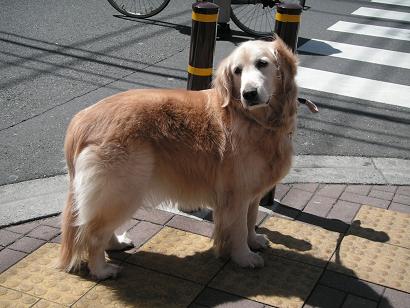 ばあちゃん犬が家出徘徊？？？_a0050728_2144279.jpg