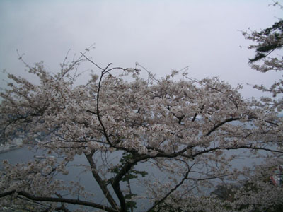 桜便り　in Atami_f0078132_419867.jpg